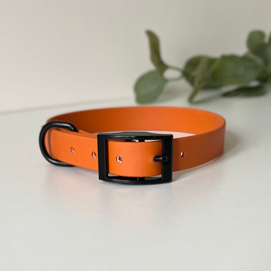 Burnt Orange dog collar with black hardware on a white background with leaves in background