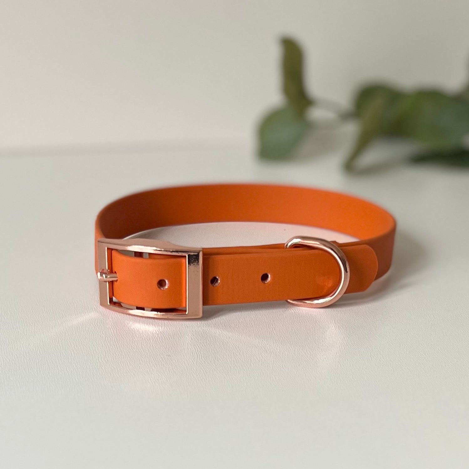 Burnt Orange dog collar with rose gold hardware on a white background with leaves in background