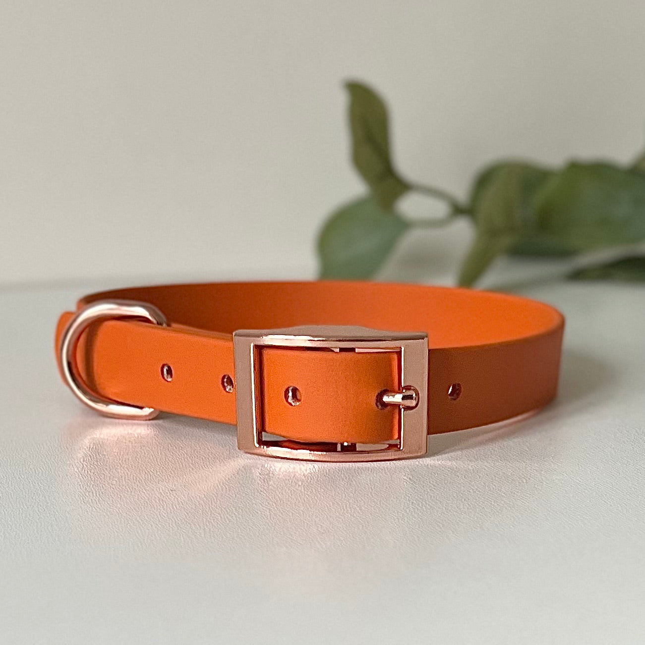 Burnt Orange dog collar with rose gold hardware on a white background with leaves in background