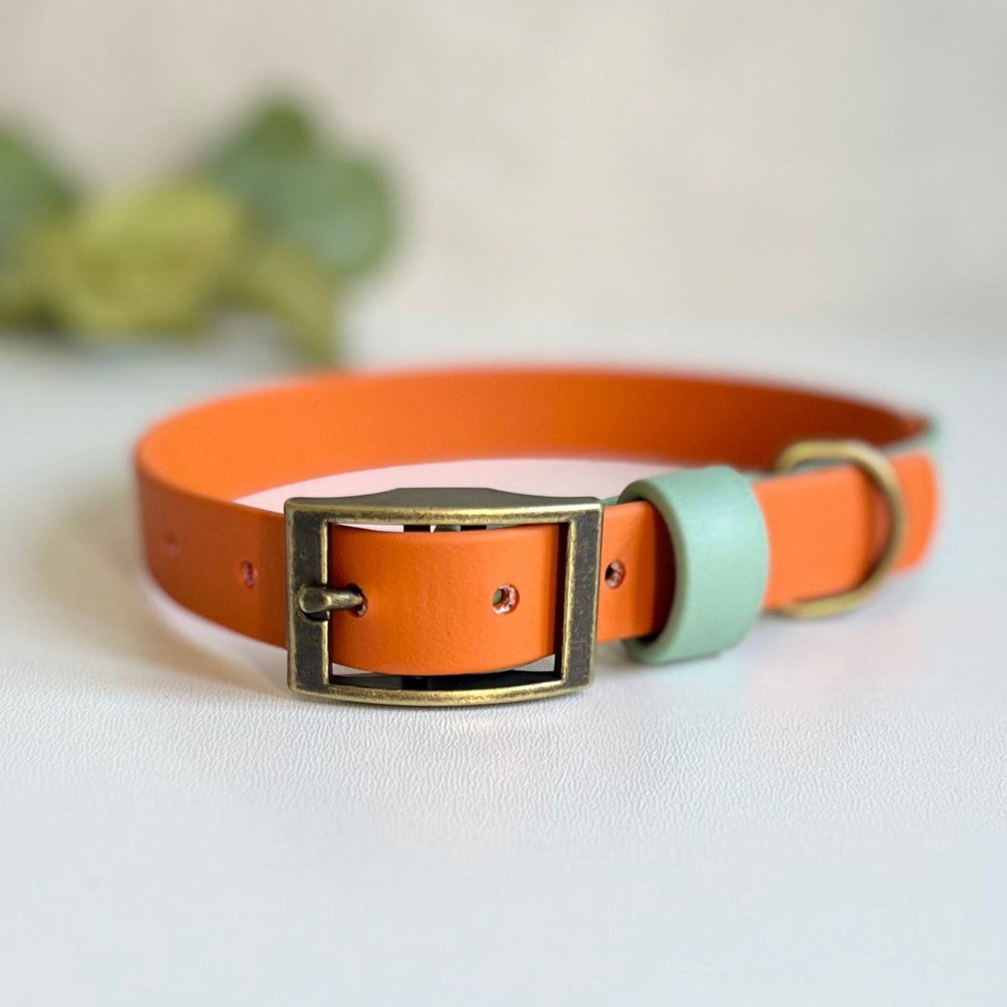 Two-tone orange and light green dog collar with brass buckle on a white background