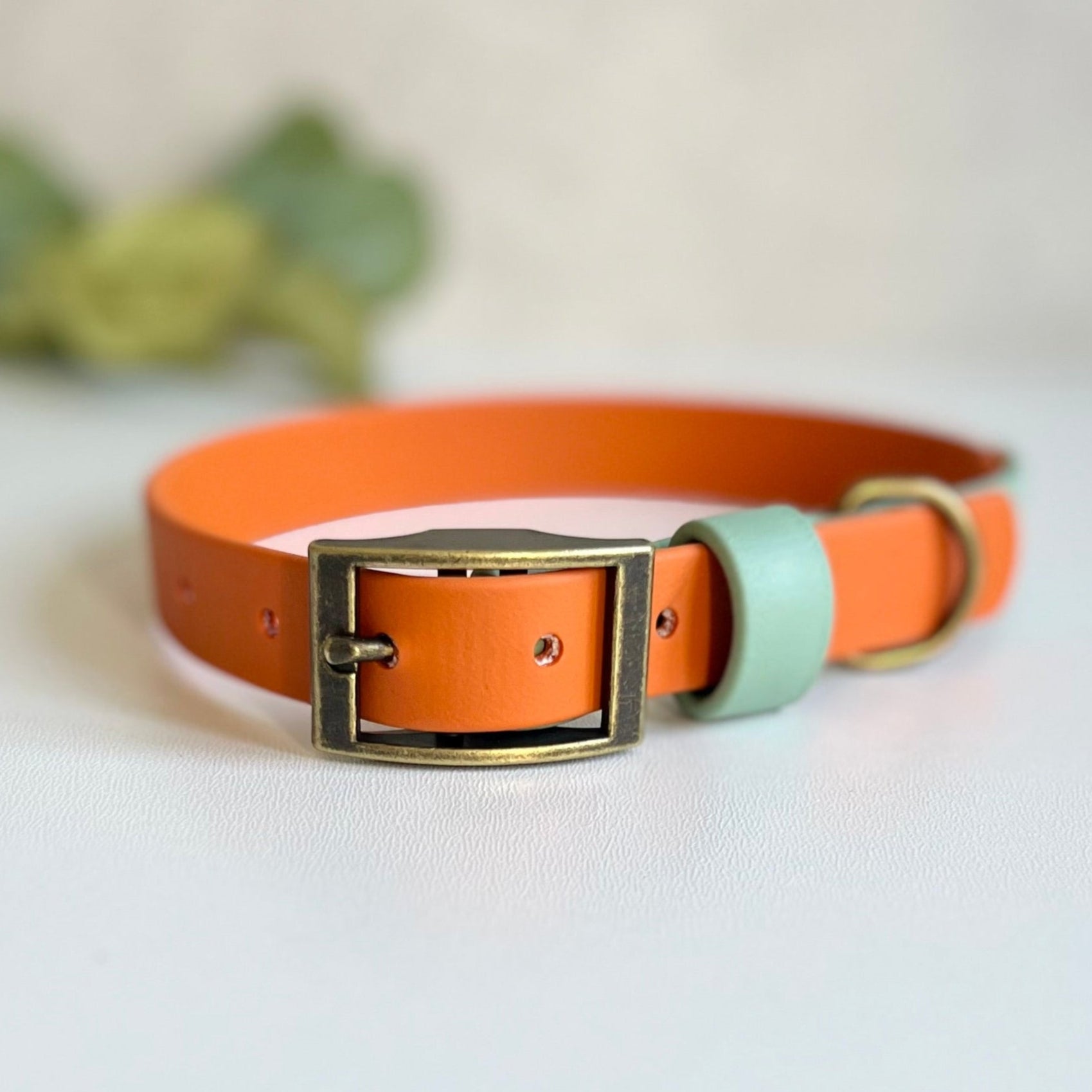 Two-tone orange and light green dog collar with brass buckle on a white background