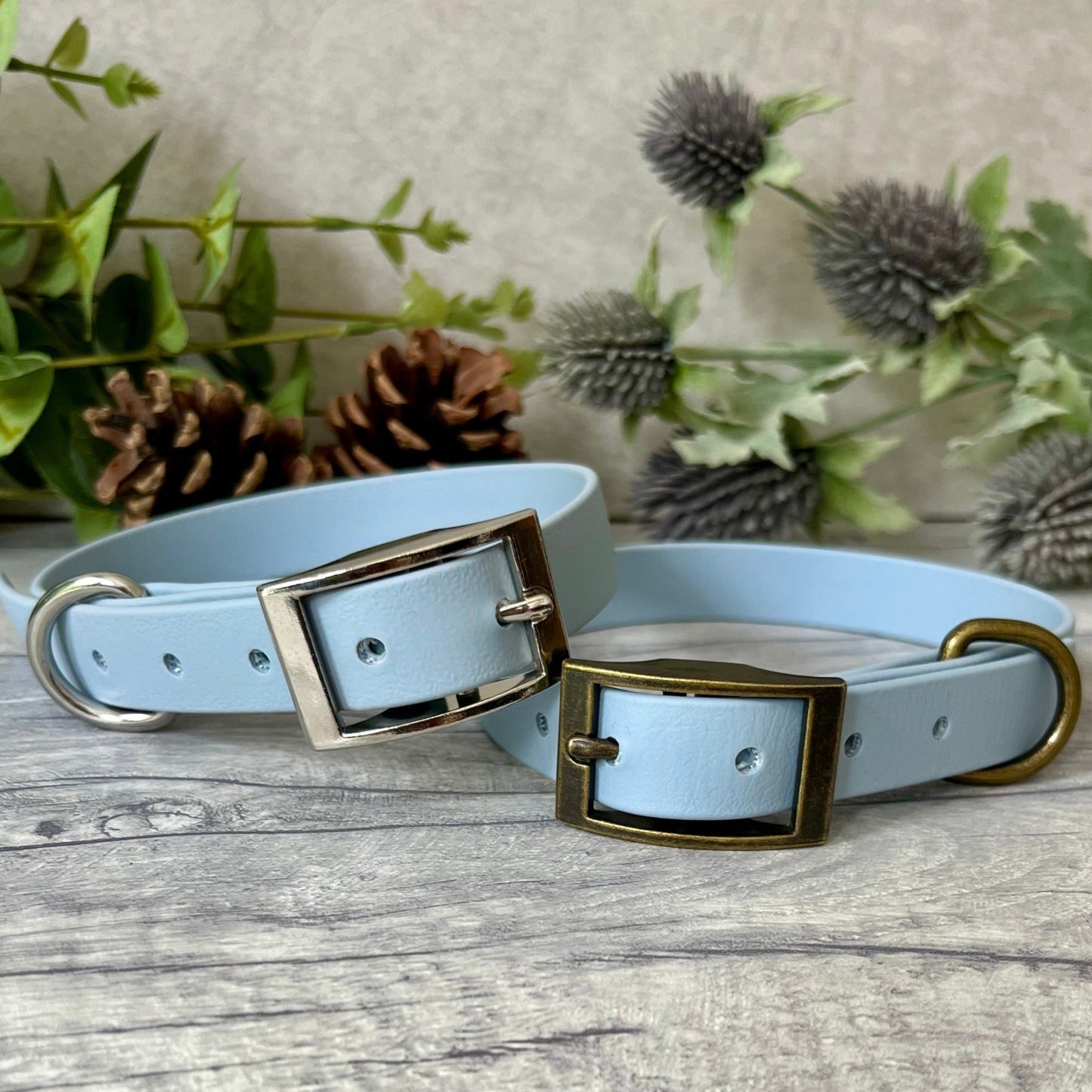 Two Pastel Blue Biothane dog collars, one with Silver hardware and the other with Antique Brass hardware. The collars are fastened with a buckle and has a d-ring. Each collar have 5 punched holes spaced 2cm apart.