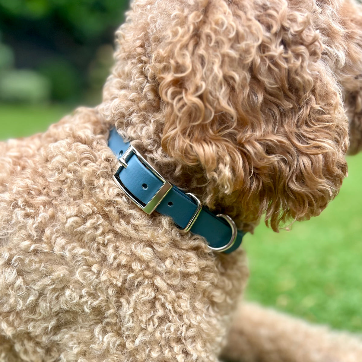 A close-up shot of a curly-haired light brown dog wearing a blue biothane dog collar with a silver buckle, set against a blurred green grass background.
