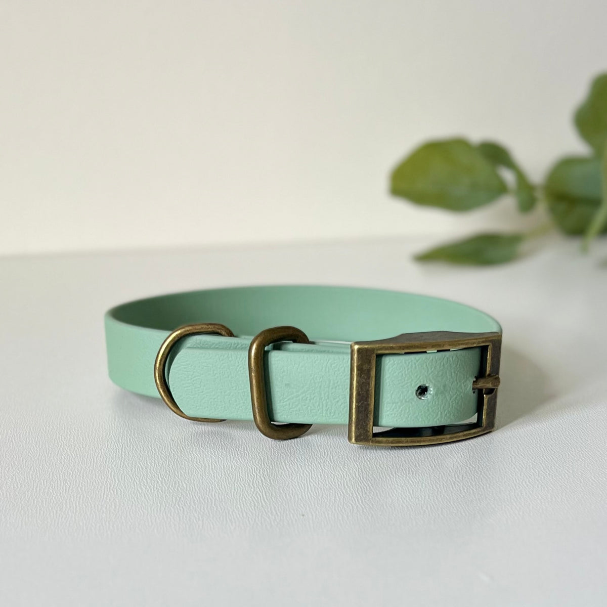 A sage green dog collar with antique brass hardware sitting on a white surface
