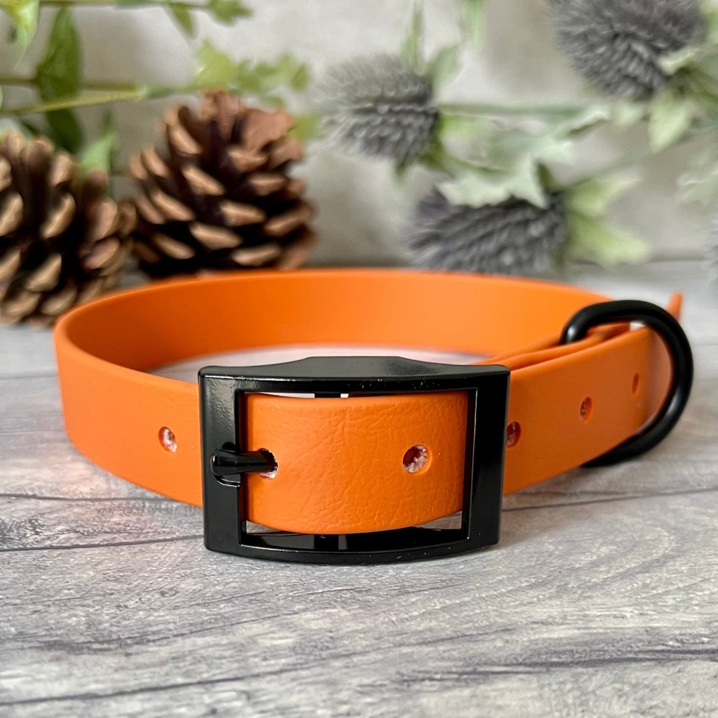 Orange Biothane dog collar with Black hardware. The collar is fastened with a buckle and has a d-ring. There are 5 punched holes spaced 2cm