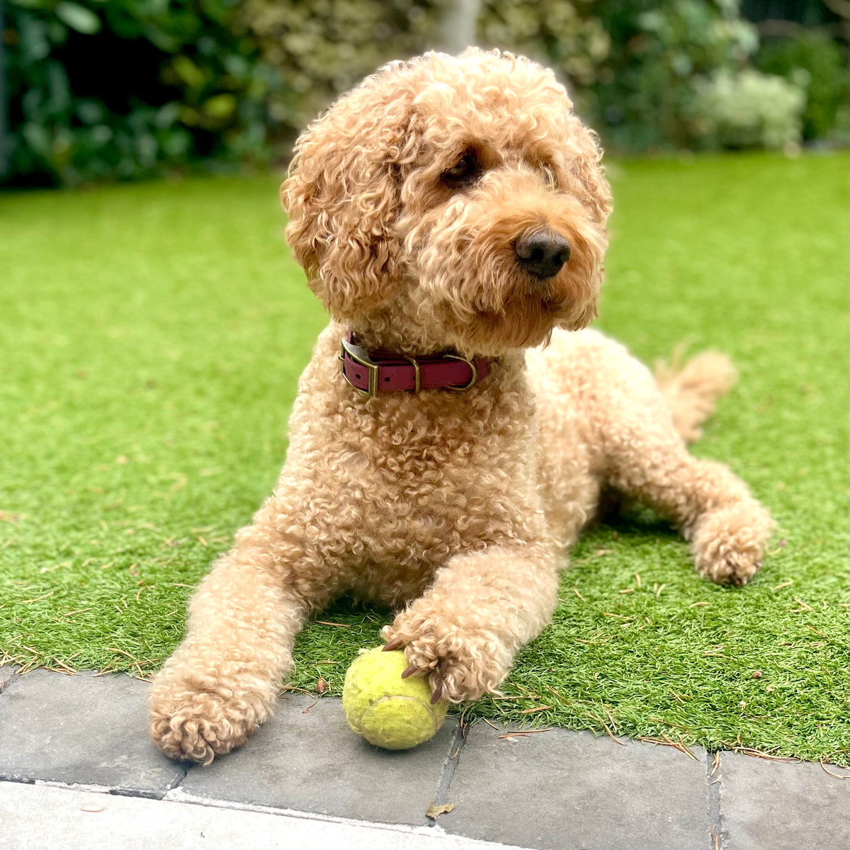 A curly-haired golden dog lying on green grass beside a tennis ball, wearing a burgundy collar. The background shows a blurred garden setting with plants.