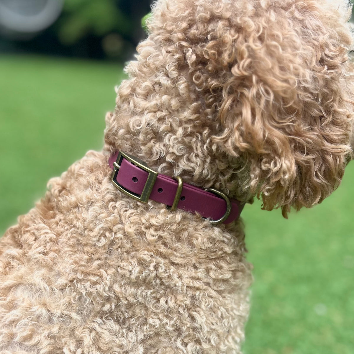 A close-up shot of a curly-haired light brown dog wearing a burgundy leather collar with gold-tone hardware, set against a blurred green grass background.