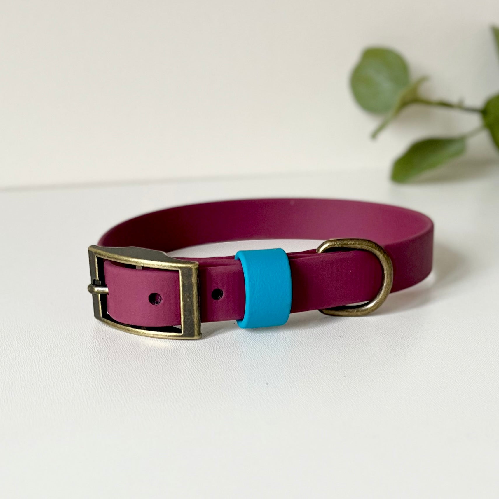 Wine red dog collar with a blue strap keeper and antique brass hardware on a white background with leaves in background