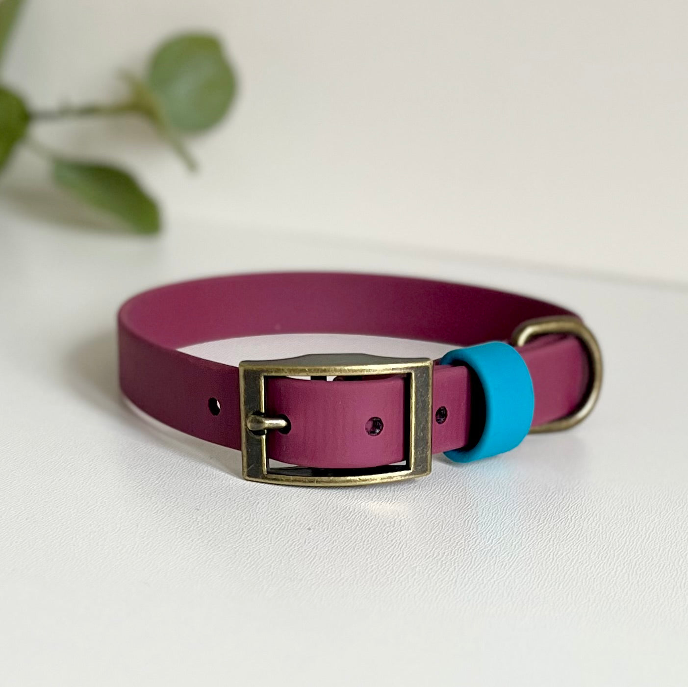 Wine red dog collar with a blue strap keeper and antique brass hardware on a white background with leaves in the background