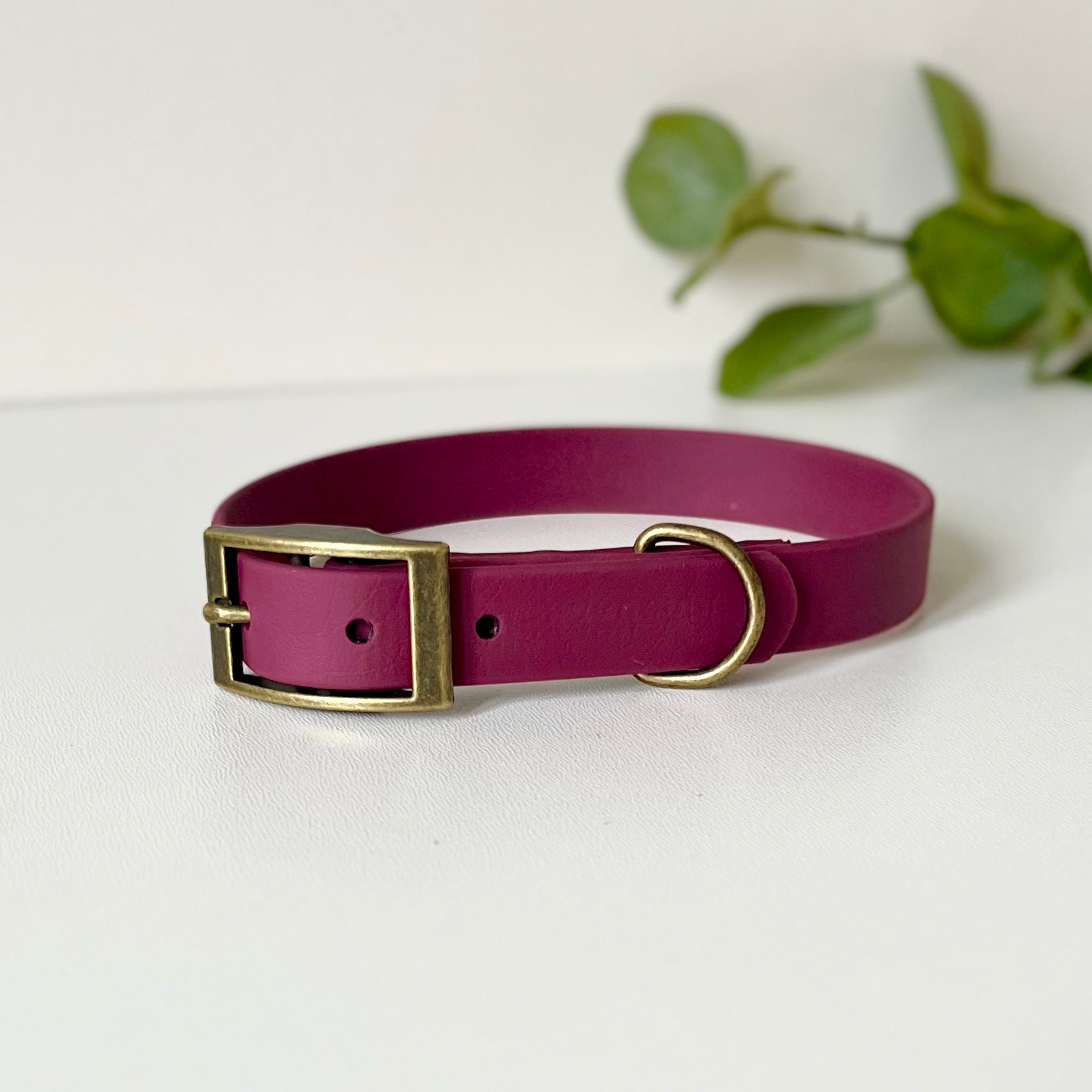 Wine red dog collar with a antique brass buckle on a white background with leaves in background