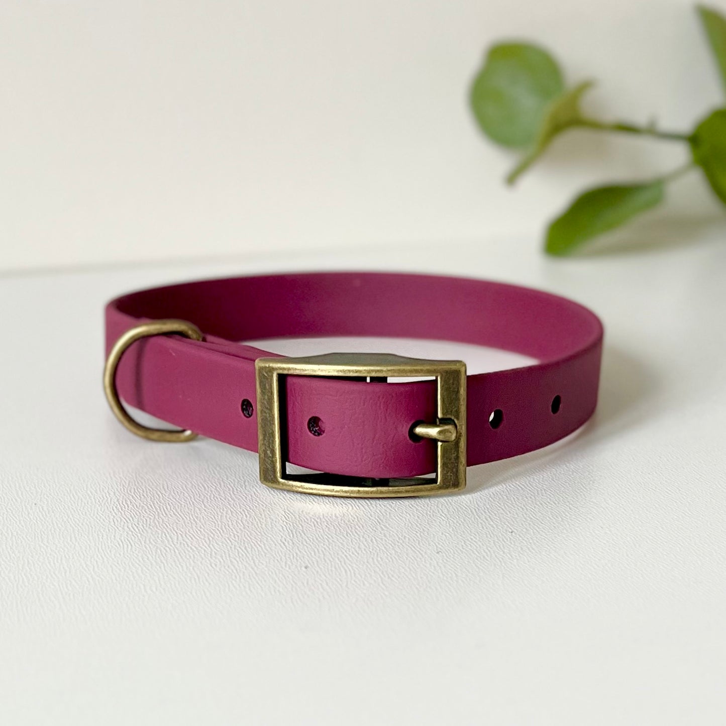Wine red dog collar with a antique brass buckle on a white background with leaves in the background