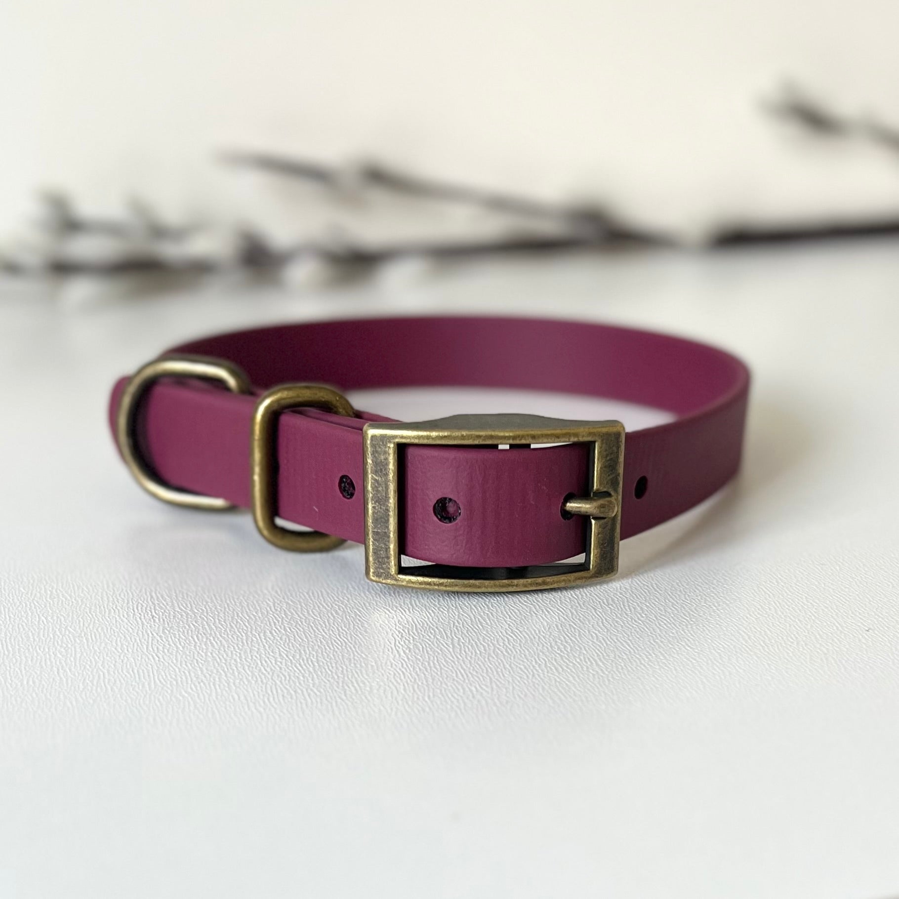 wine red biothane collar with antique brass hardware sitting on a white surface